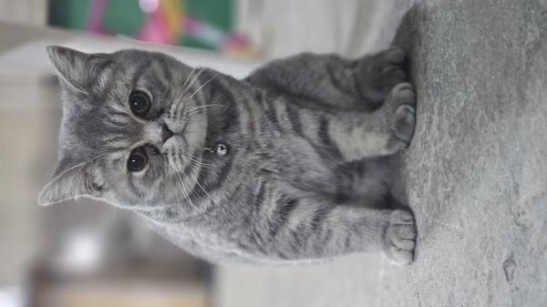 חתול סקוטי מתוק