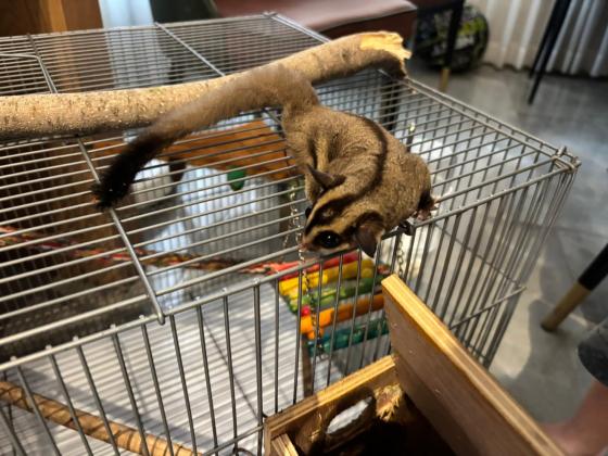 זוג שוגרים זכר ונקבה אפוריםמורגלים