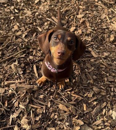 היא לאימוץ, תצטרכו לשלם עבור