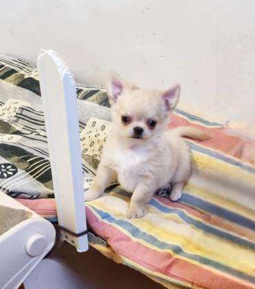 גור צ'יוואווה זכר מקסים, כדור קטן