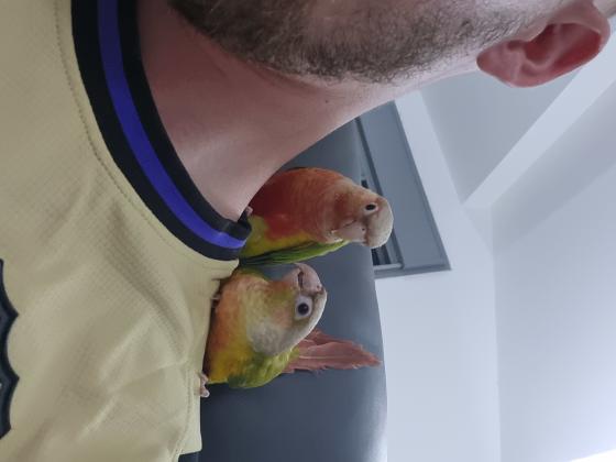 זוג קוניוריים ( גרינצ'יק )