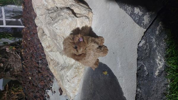 מלטיפו זכר יפייפיה בן חודשיים