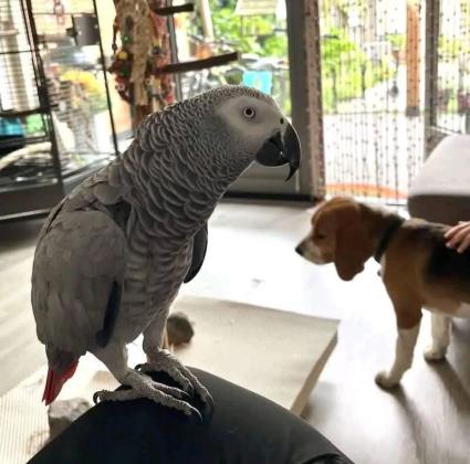 תוכים אפריקאים אפורים מקסימים ומקסימים