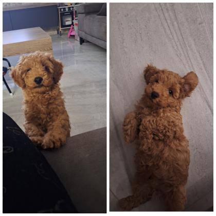 פודל טוי ננסי מתוק בן