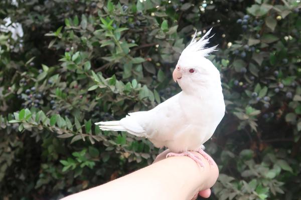 תוכי קוקטייל לבן עם עיניים