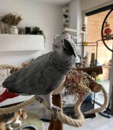 תוכים אפריקאים אפורים מקסימים ומקסימים