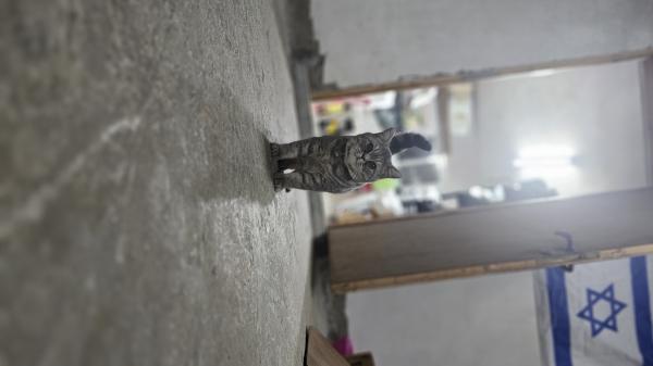 חתול סקוטי מתוק