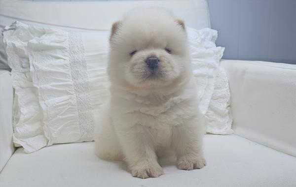 שובוני צאו רמה מאוד