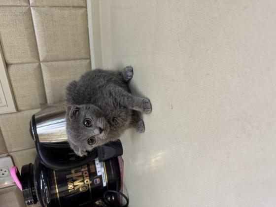 גורי סקוטיש פולד, זכרים ונקבות, זמינים