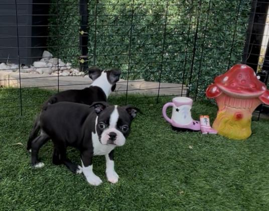 בוסטון טרייר עם תעודות יוחסין