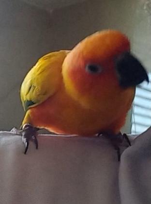 רמה גבוהה מאוד אצלי מגוזל