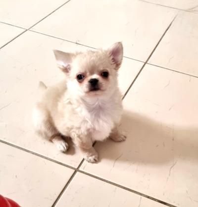 גור צ'יוואווה זכר מקסים, כדור קטן