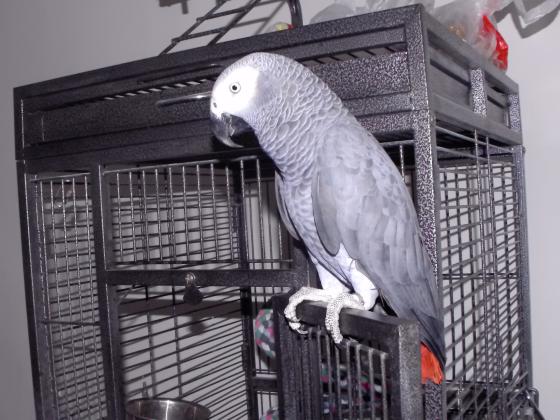 תוכי ג'אקו בן 5 שנים