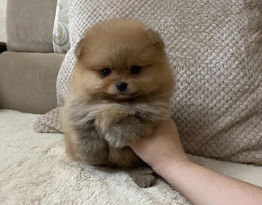 גורי פומרניין בצבע קרם נמסרים