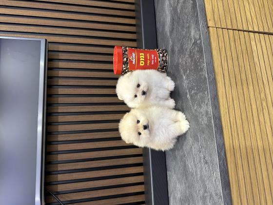 גורים פומרניין לבנים כולל חיסונים דובי