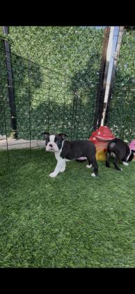 גורים עם תעודות יוחסין יש