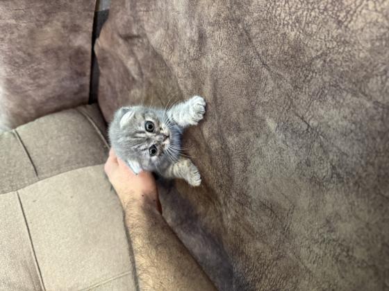 גורי סקוטיש פולד, זכרים ונקבות, זמינים