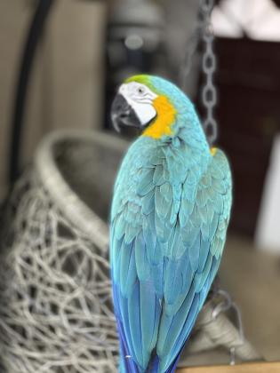 ארה בלו& גולד האכלת יד