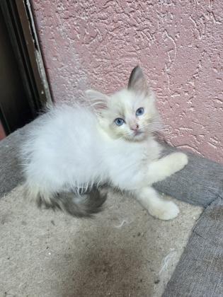 גורות רגדול בגיל 2