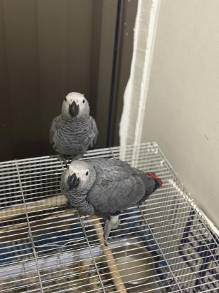 גאקו בן 3 חודשים שתי גוזלים יפות