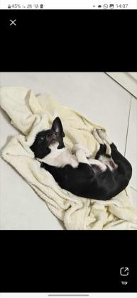 ציוואווה מתוק ממש עם כל