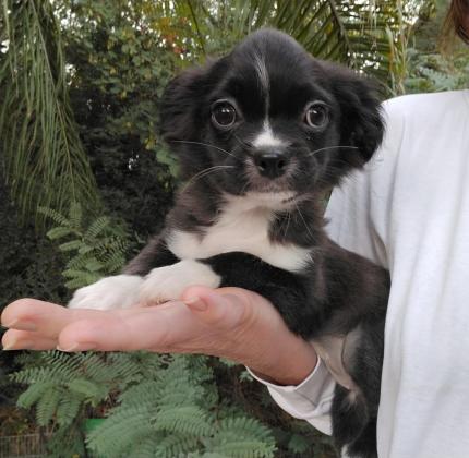 פפיון בשילוב פקינז, בת חודשיים,