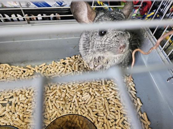 צינצילה חביבה על ילדים