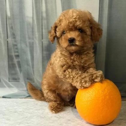 גורי פודל חמודים ומקסימים לאימוץ