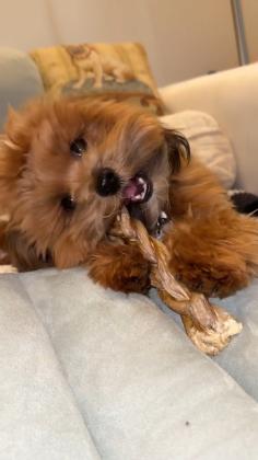 גורי שיפו רמה גבוהה