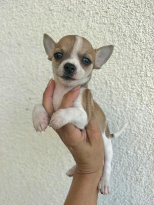 גורי ציוואוואה ננסי קטנים בני