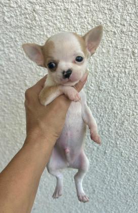 גורי ציוואוואה ננסי קטנים בני