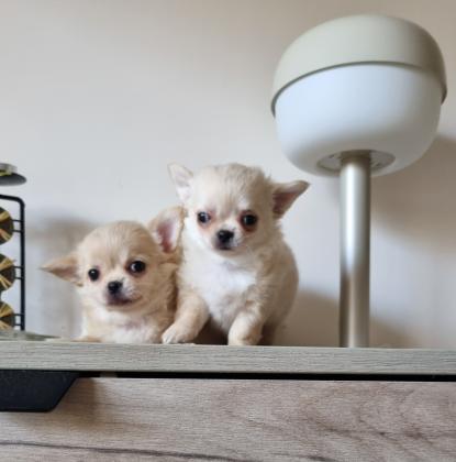 גורי ציוואווה