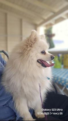 למכירה גורי פומרניאן יפיפיים 3