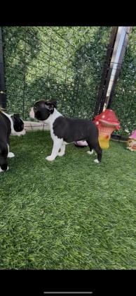 בוסטון טרייר עם תעודות יוחסין