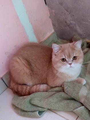 חתול בריטי בן שנה וחצי,לא מסורס