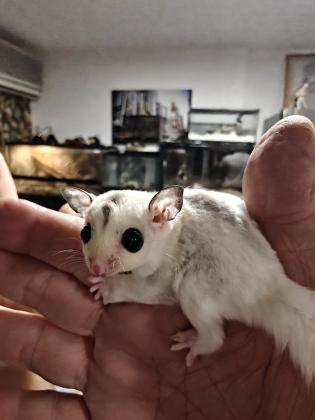 שוגרים צעירים בני שלושה חודשים