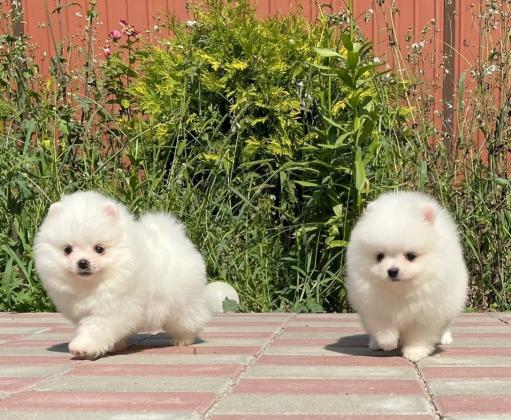 גורי פומרניאן מקסימים לאימוץ חינם