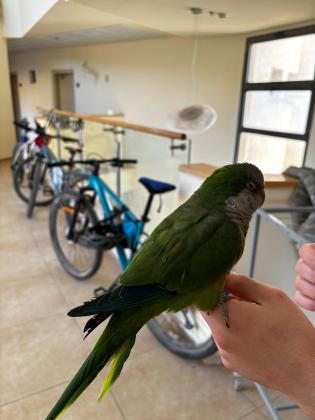 קוואקר האכלת יד חמוד מאוד