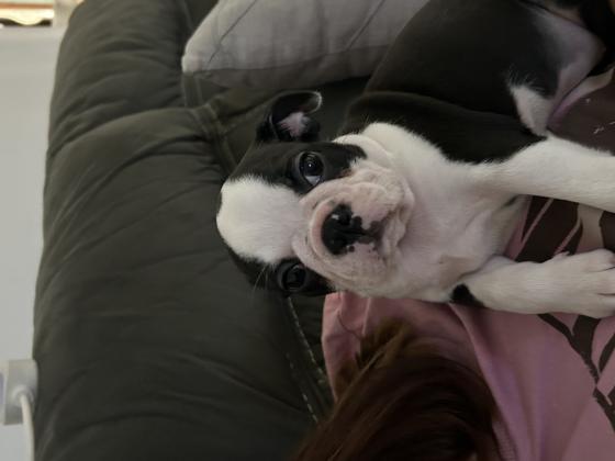 גורים עם תעודות יוחסין יש