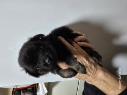 5 גורים מעלפים ויפים עם