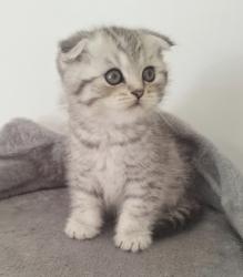 גורים סקוטים עם פרווה קצרהזכרים