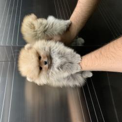 גורי פומרניין דובי בצבע קרם