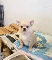 גור צ'יוואווה זכר מקסים, כדור קטן