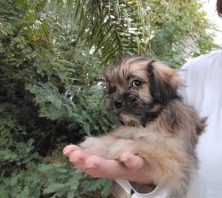 מלטיפו (מלטז בשילוב פודל) ננסית,