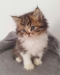 גורים סקוטיש היילנד מעלפיםמחונכים לעשיי...