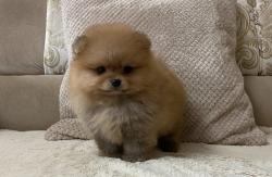 גורי פומרניין בצבע קרם נמסרים