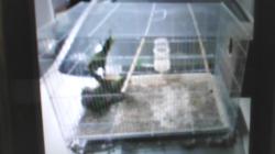 למכירה 4 תוכים יפים וחמודים