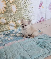 גורי צ'יוואווה ארוכי שיער