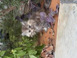 חתול פרסי מוכן לעבור לבית חדש, לא לאימוץ