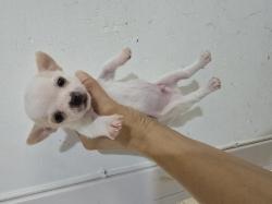 גורי ציוואוואה ננסי קטנים בני